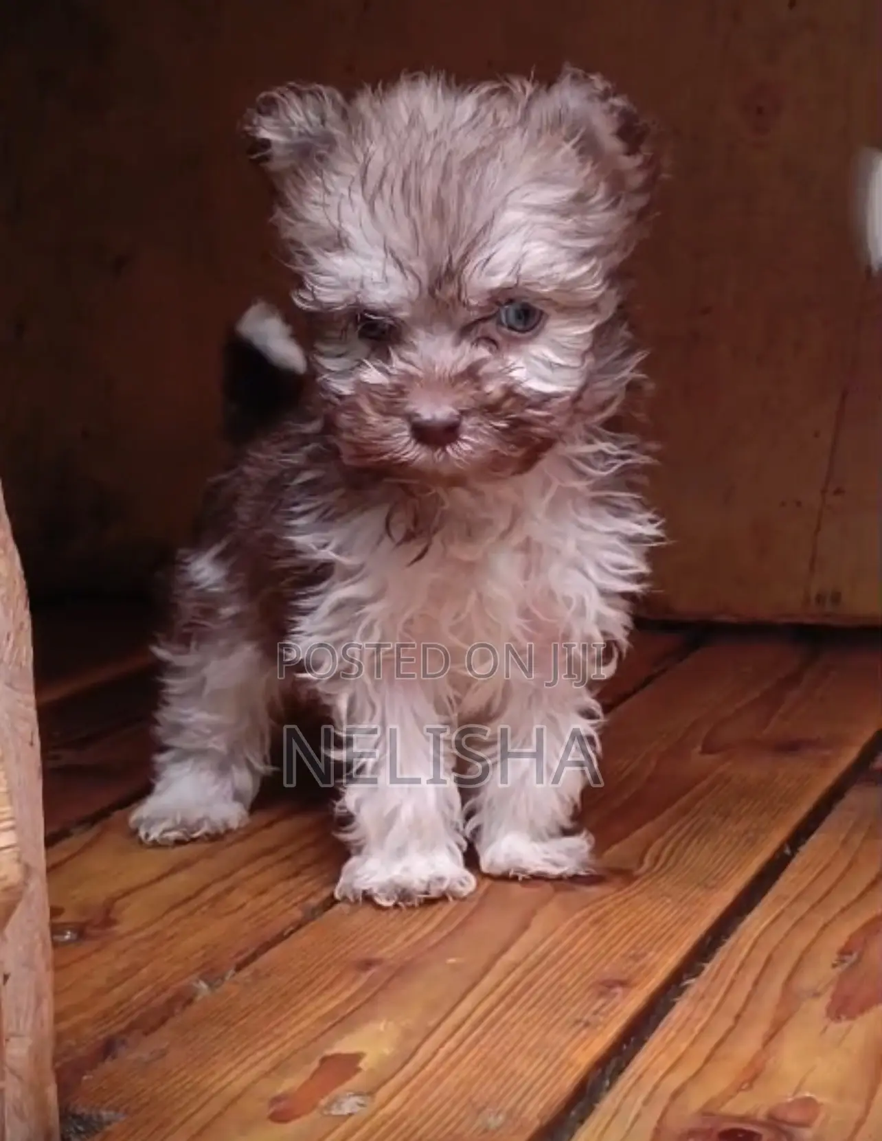 1-3 months Male Purebred Havanese