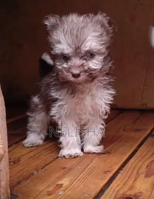 1-3 months Male Purebred Havanese