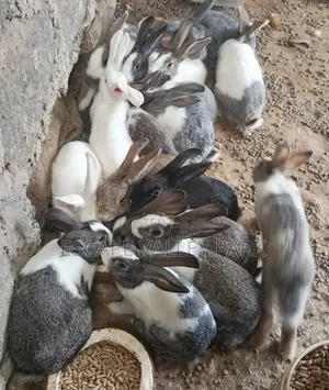 Rabbits, Rabbit Urine and Manure