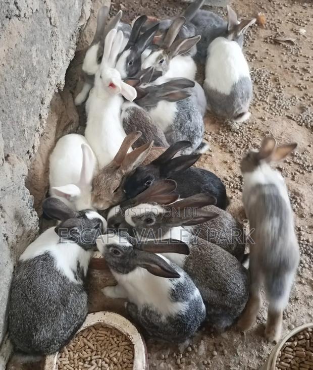 Rabbits, Rabbit Urine and Manure - main view