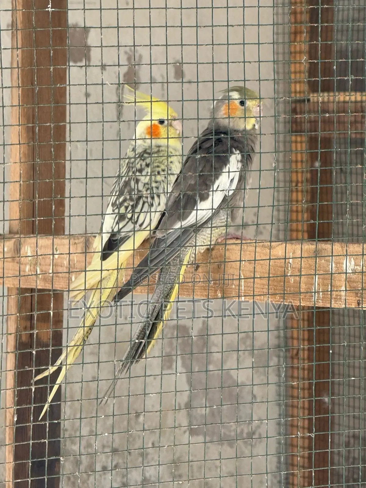Cockatiel Breeding Pair