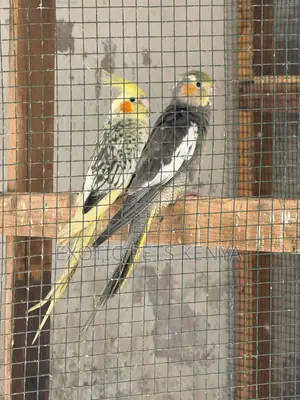 Cockatiel Breeding Pair