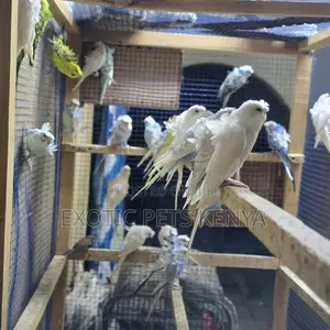 Flower Budgies (Hogoromo)