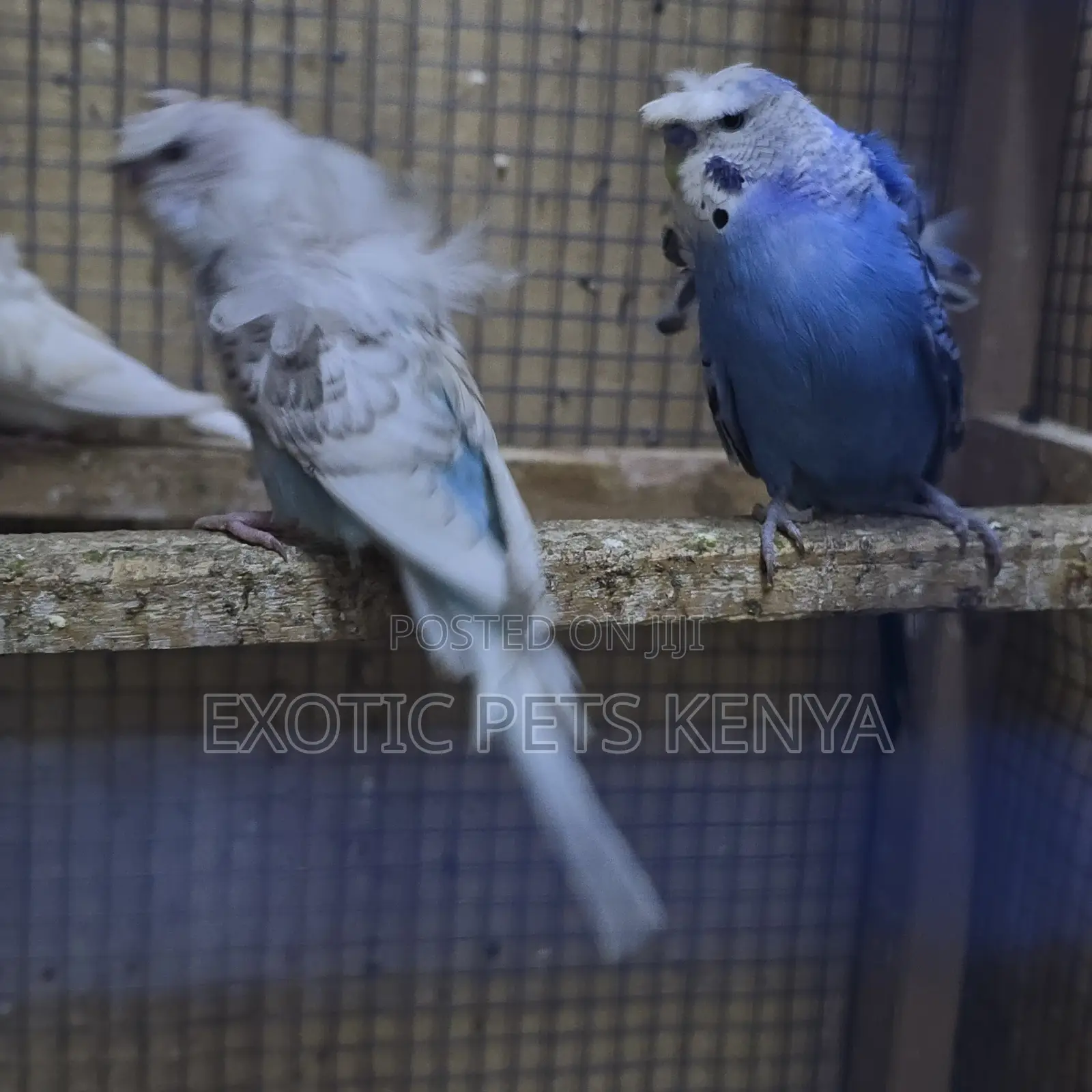 Flower Budgies (Hogoromo)