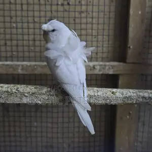 Flower Budgies (Hogoromo)