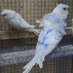 Flower Budgies (Hogoromo)