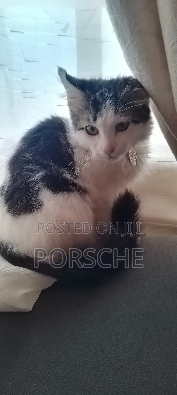 1-3 months Male Purebred Persian