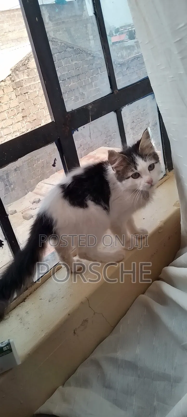 1-3 months Male Purebred Persian