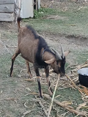 Male Goat 10month