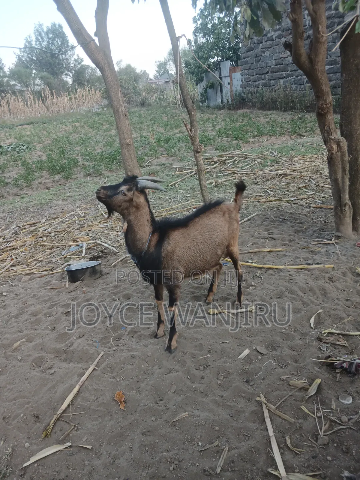 Male Goat 10month