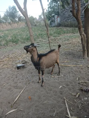 Male Goat 10month