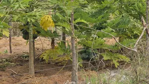 100 Acres for Sale in Kajiado Mashuru