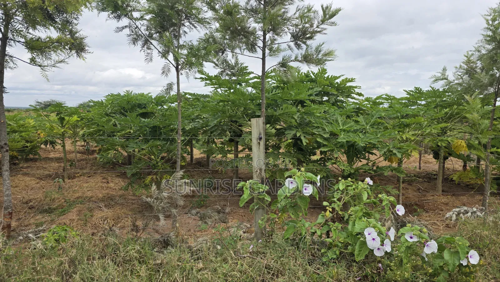 100 Acres for Sale in Kajiado Mashuru