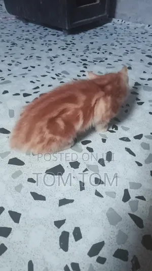 3-6 months Male Mixed Breed Cat