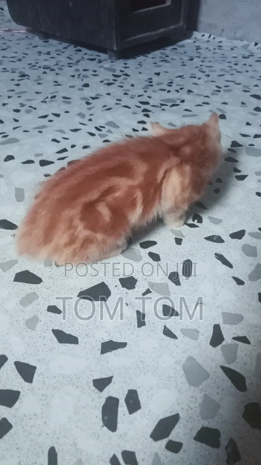 3-6 months Male Mixed Breed Cat