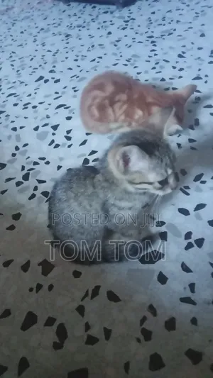 3-6 months Male Mixed Breed Cat