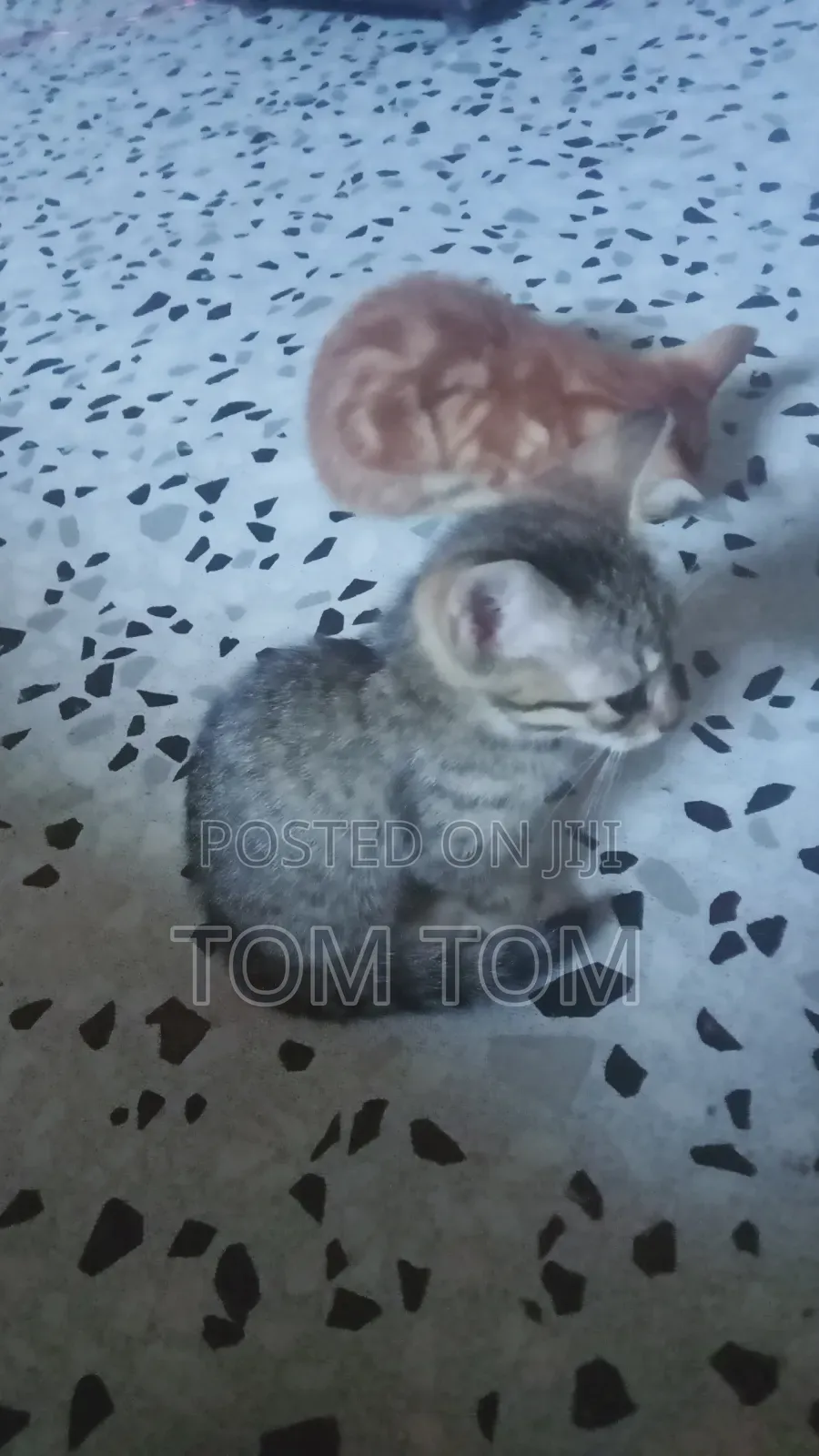 3-6 months Male Mixed Breed Cat