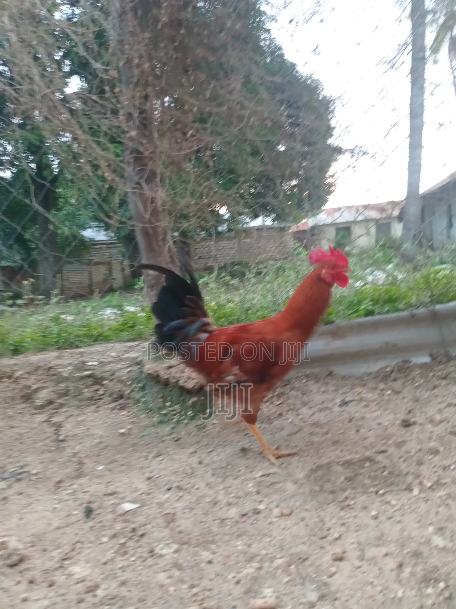 Jolly Kienyeji