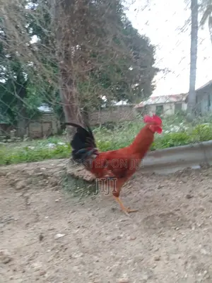 Jolly Kienyeji