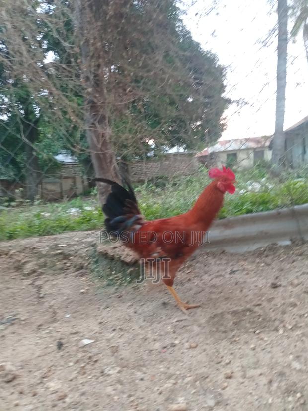 Jolly Kienyeji