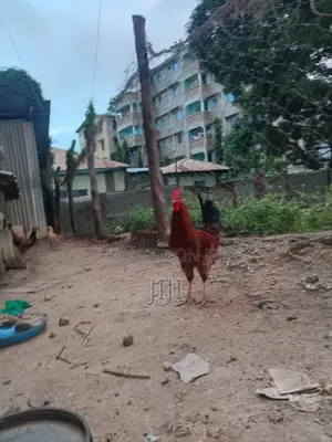 Jolly Kienyeji