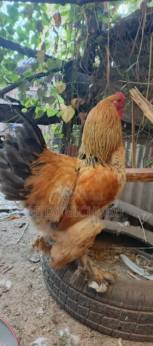Poultry and Birds
