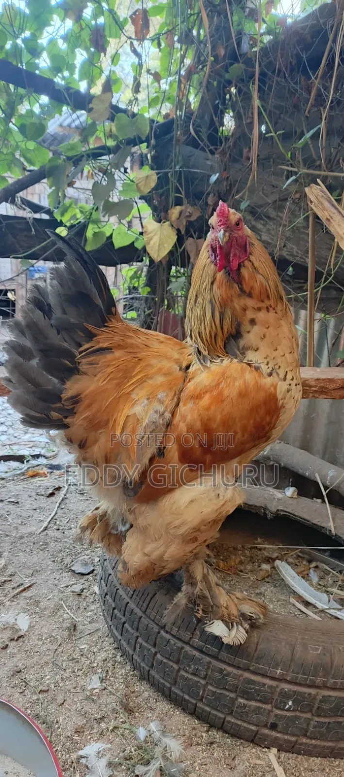 Poultry and Birds