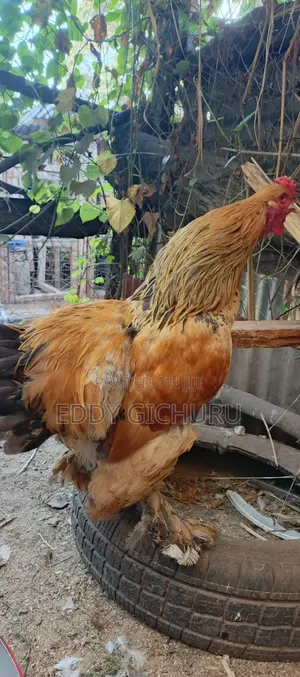Poultry and Birds