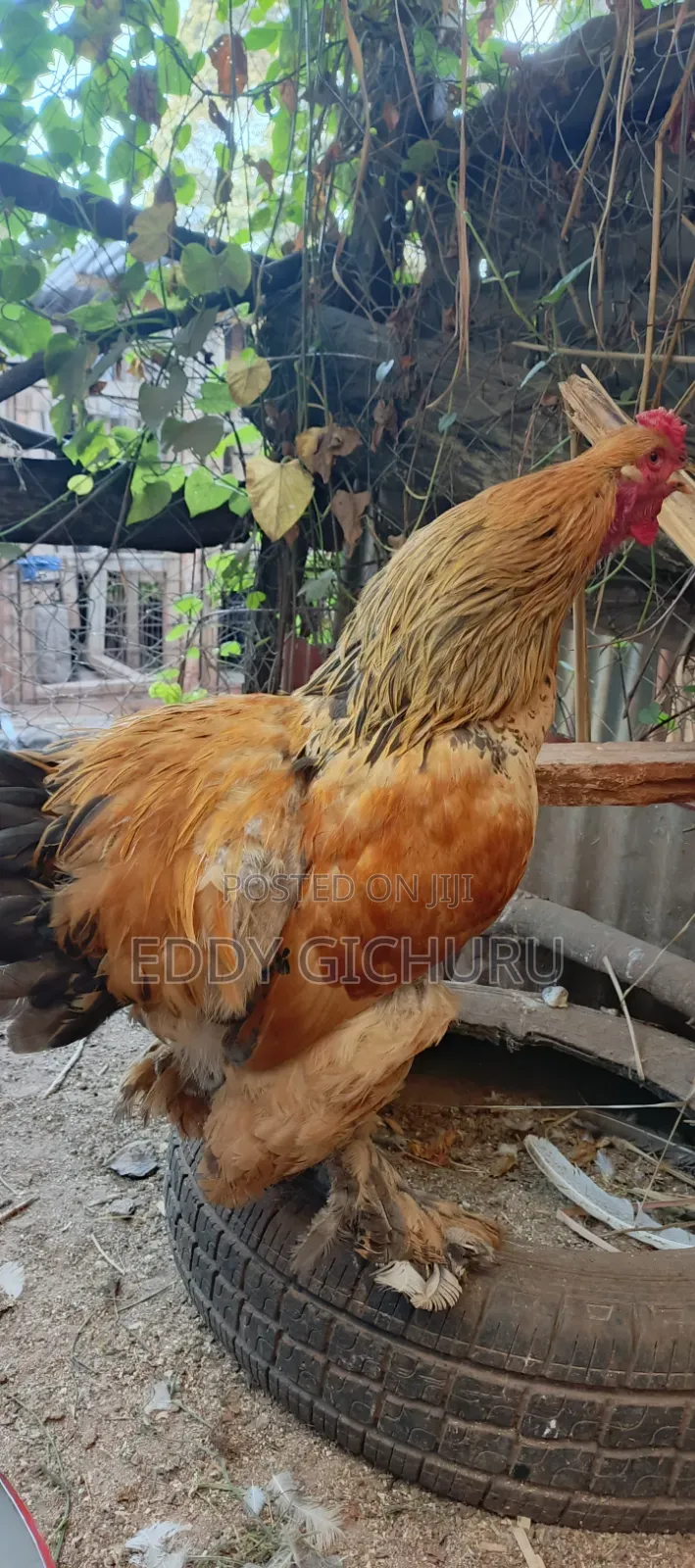 Poultry and Birds