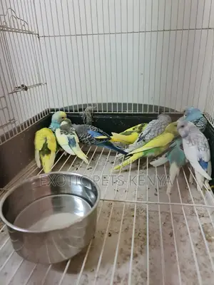Parakeet Budgies