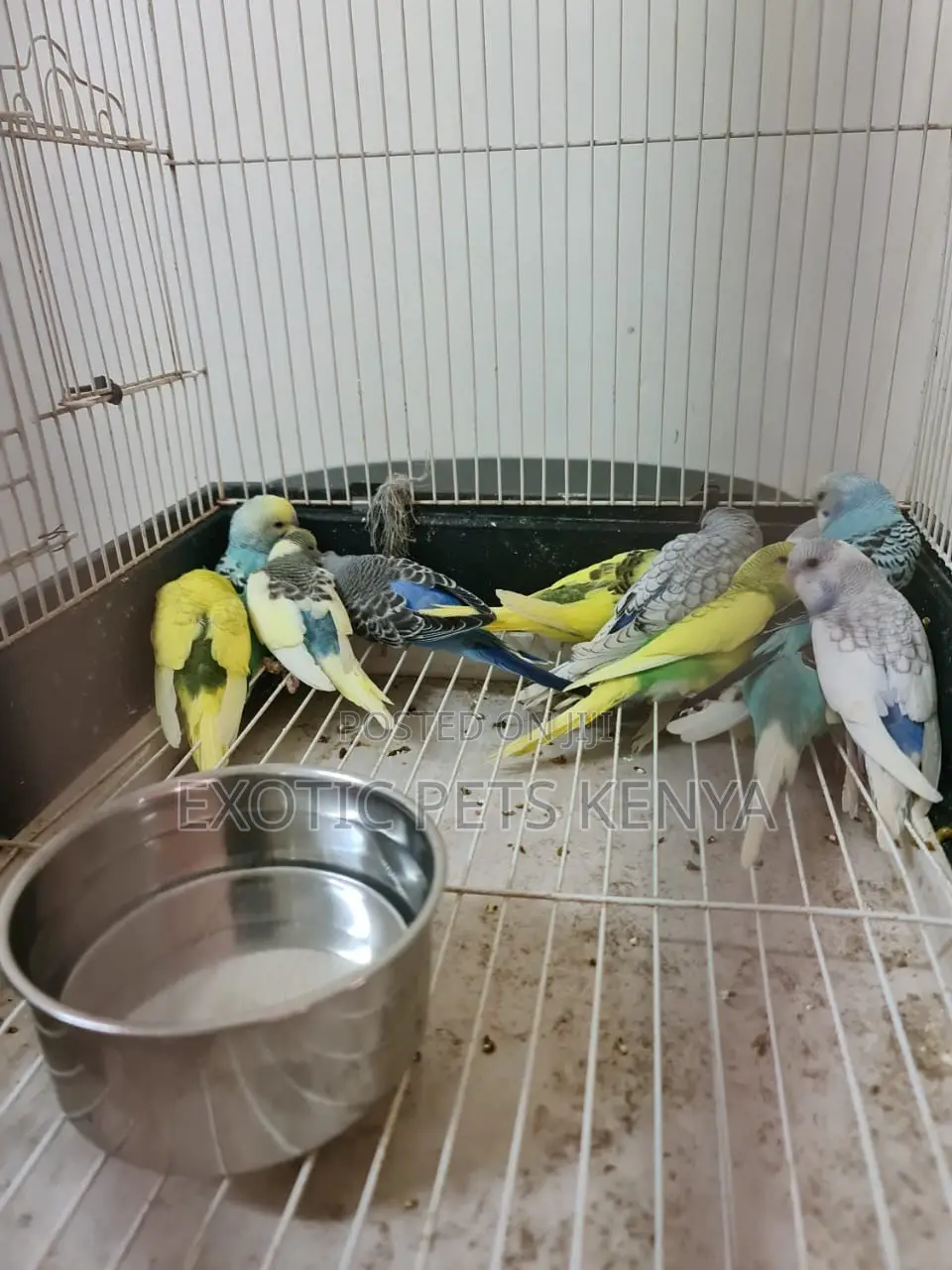 Parakeet Budgies