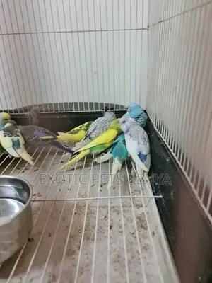 Parakeet Budgies