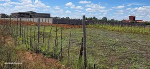 Commercial 1⁄4 Plots Forsale Eldoret Kimumu Terramarura Behind Delta