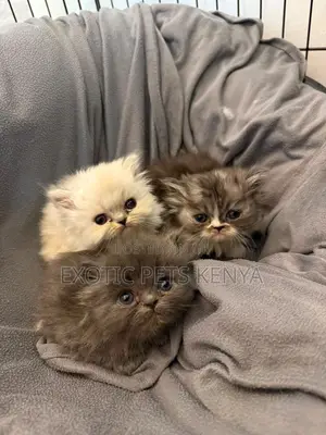 1-3 months Female Purebred Persian