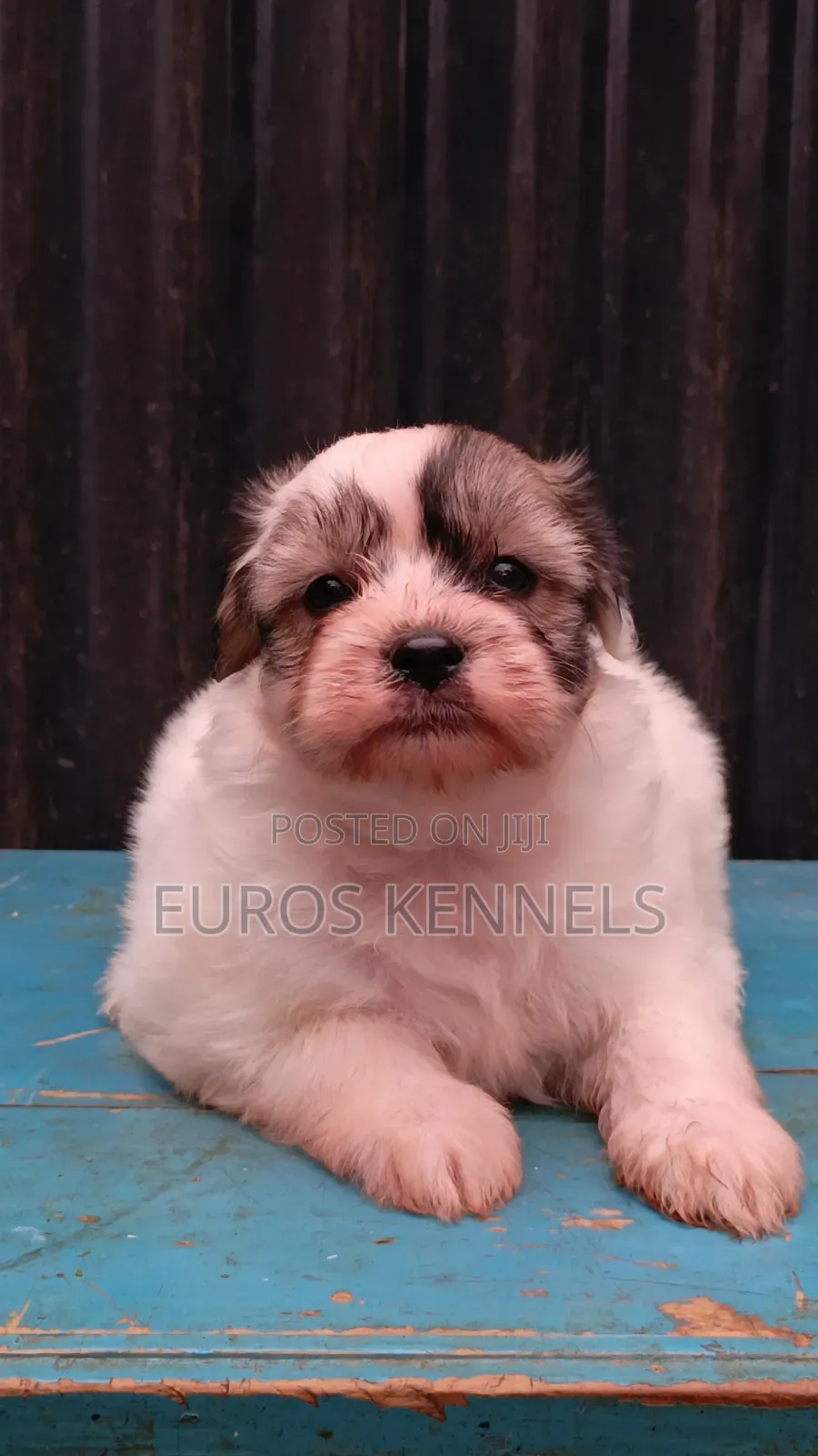 1-3 months Female Purebred Havanese