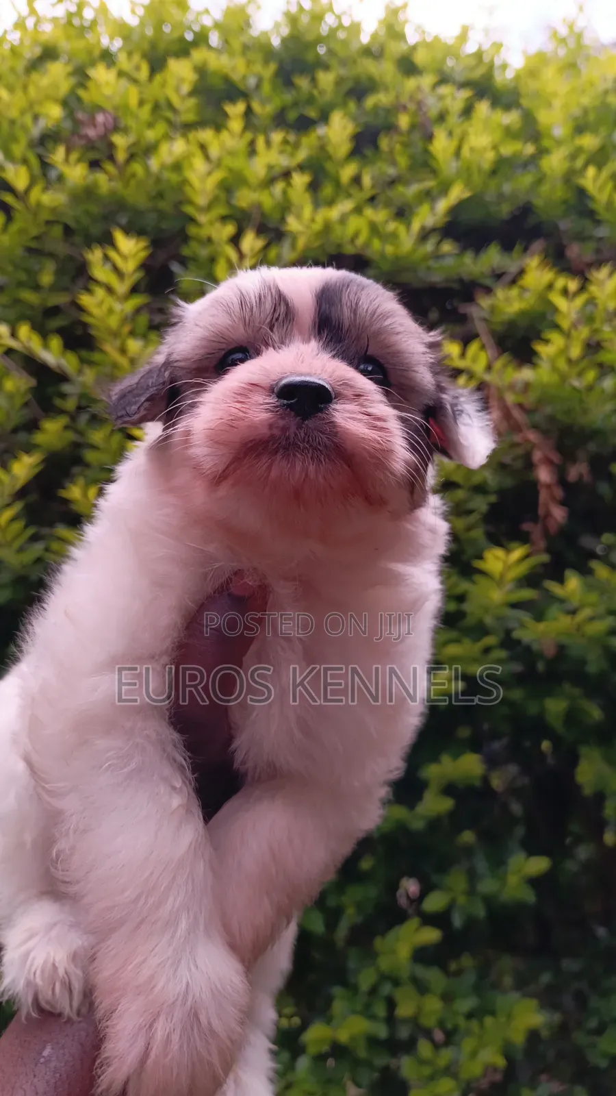 1-3 months Female Purebred Havanese