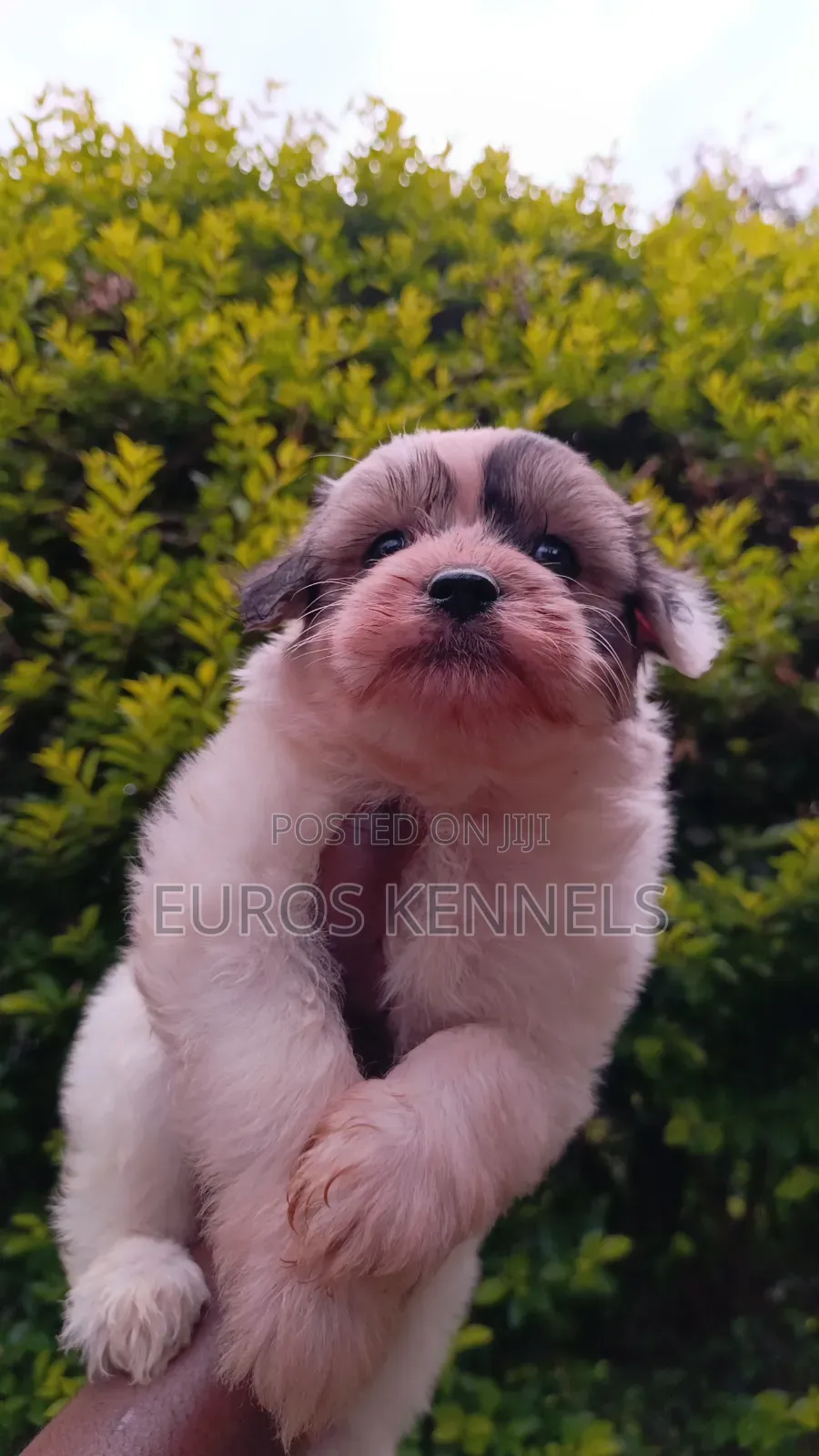 1-3 months Female Purebred Havanese