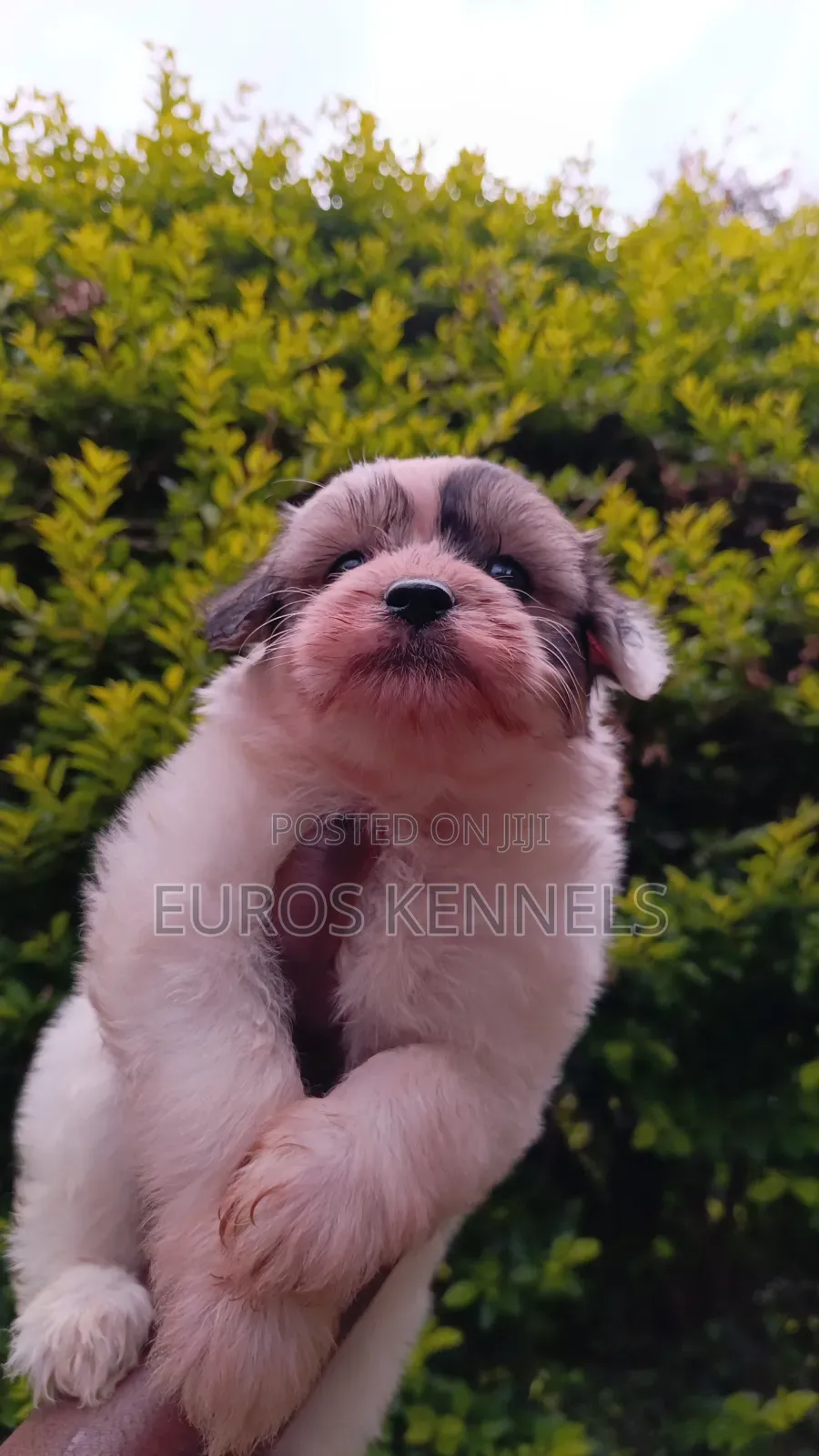 1-3 months Female Purebred Havanese