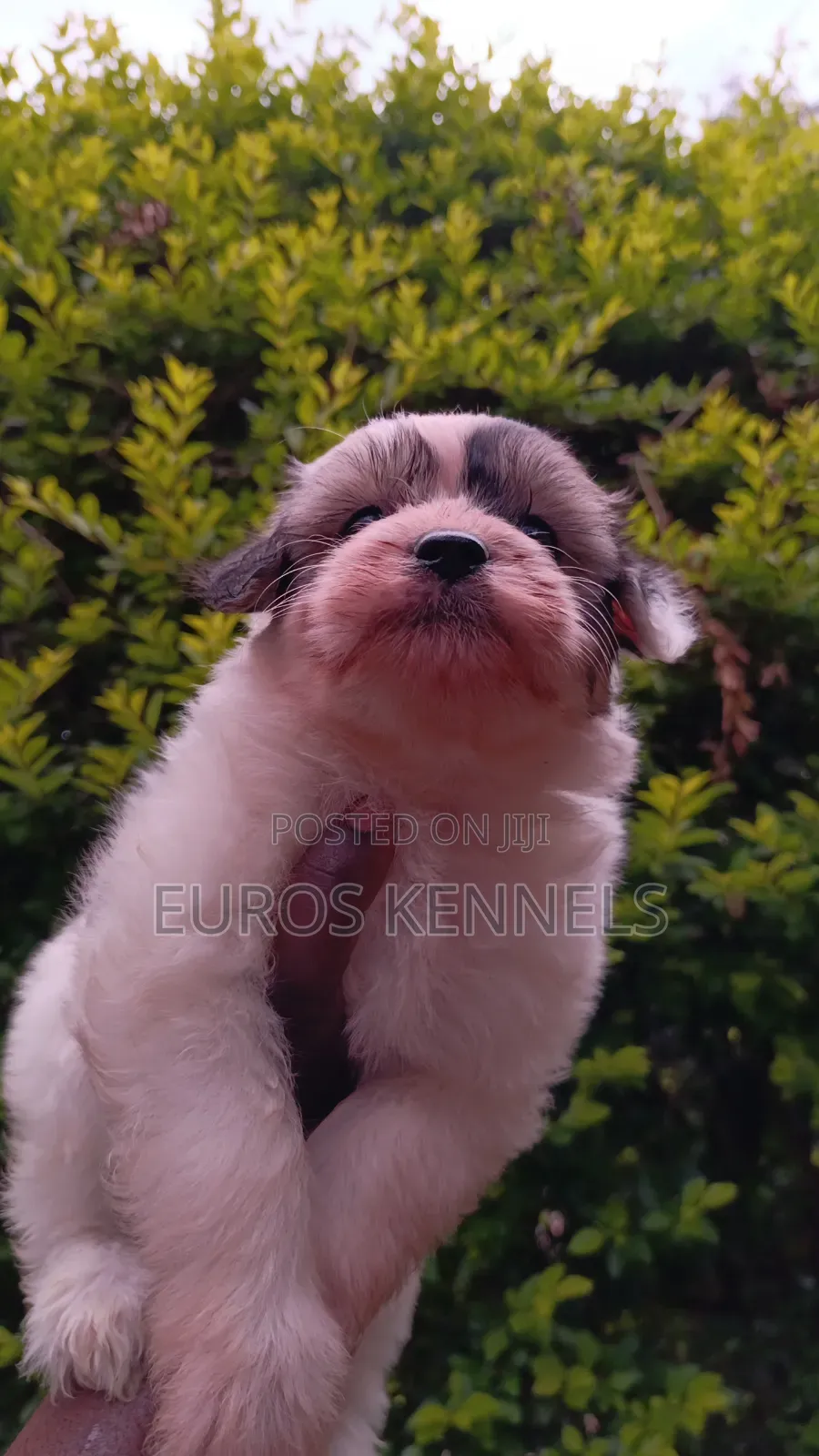 1-3 months Female Purebred Havanese