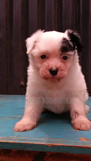 1-3 months Female Purebred Havanese