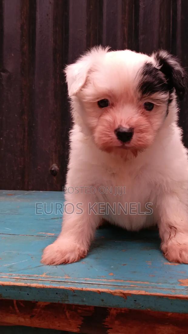 1-3 months Female Purebred Havanese - thumbnail 2