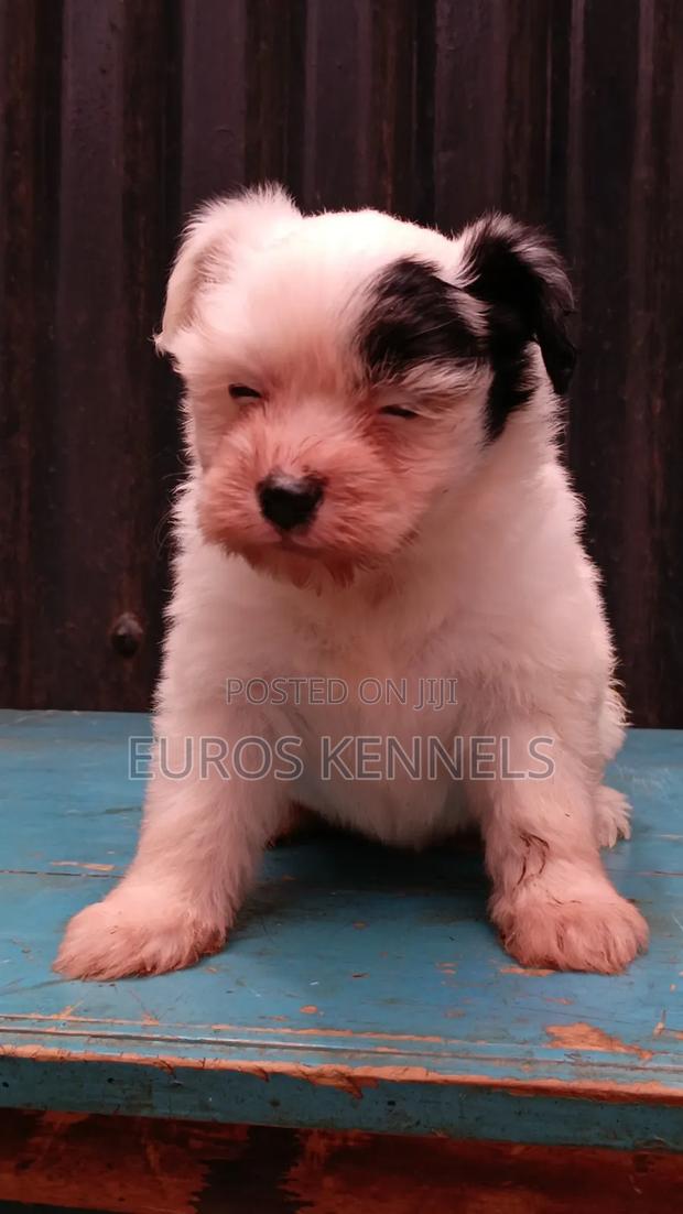 1-3 months Female Purebred Havanese - thumbnail 3