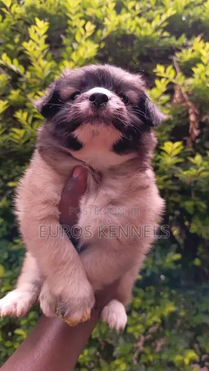 1-3 months Male Purebred Havanese