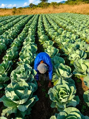 Kitengela Royal Farm