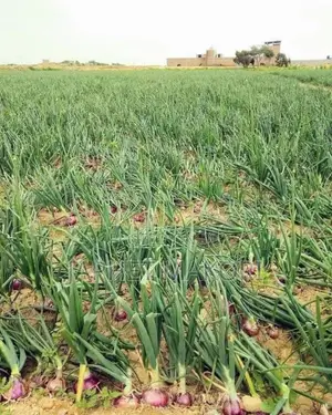 Kitengela Royal Farm