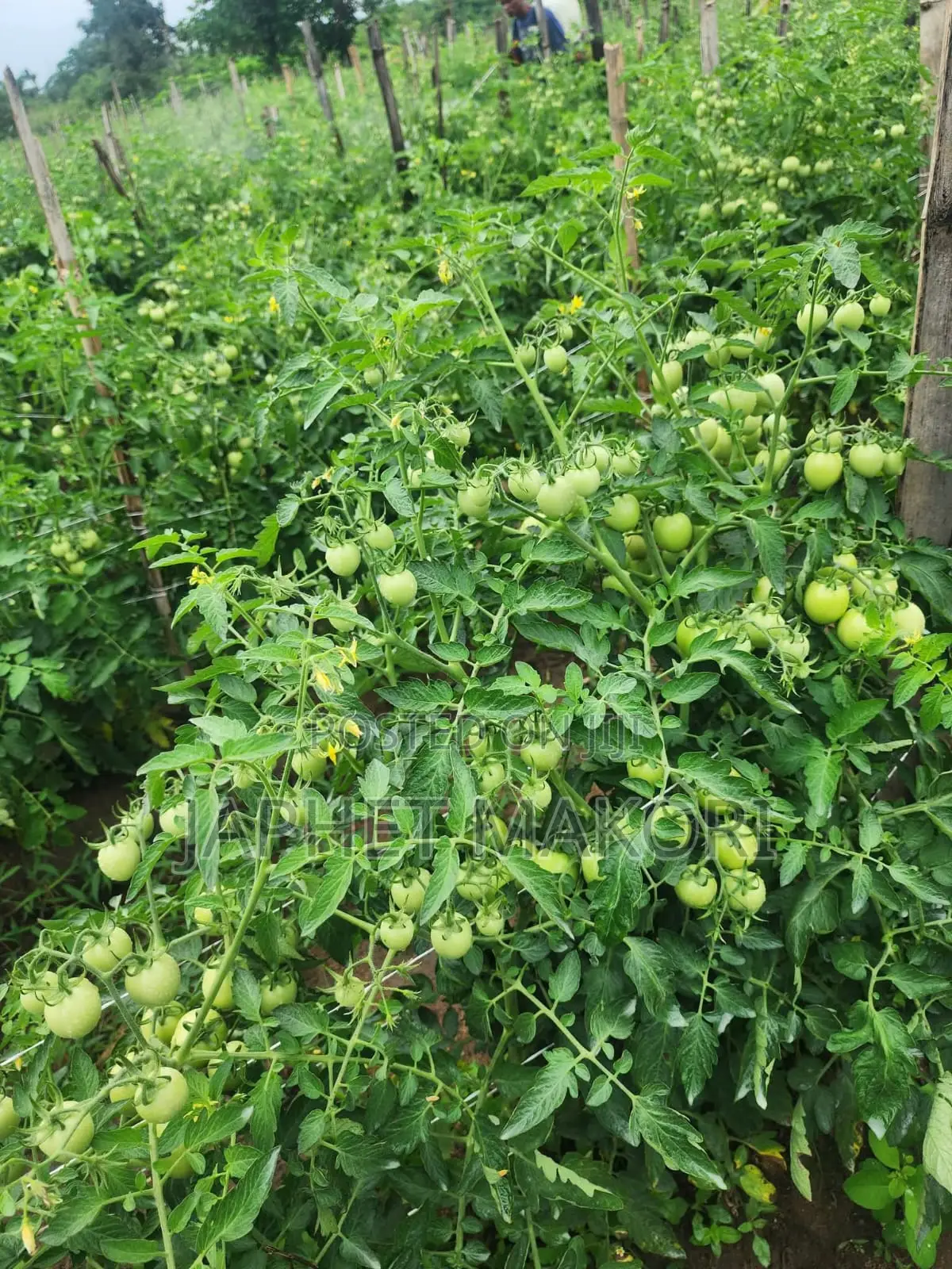 Kitengela Royal Farm
