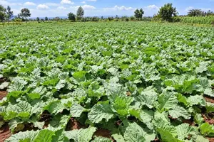 Kitengela Royal Farm
