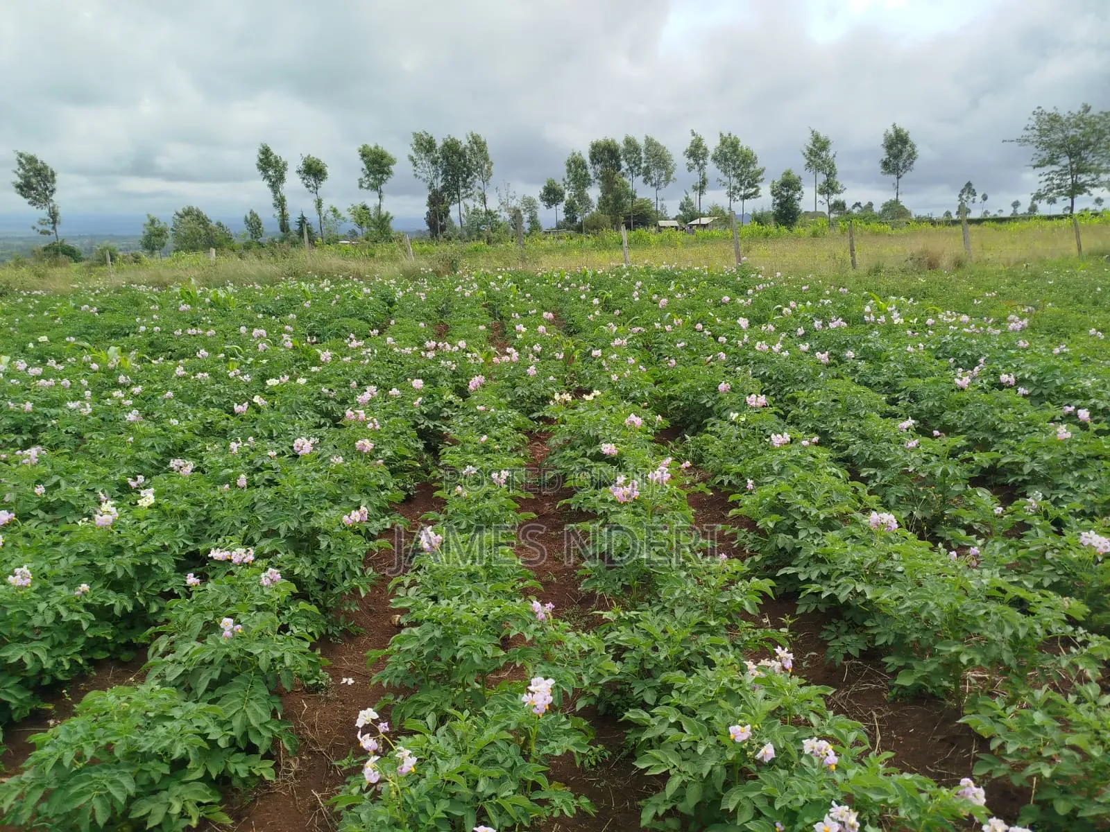 One Acre for Sale in Mweiga