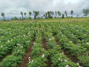 One Acre for Sale in Mweiga