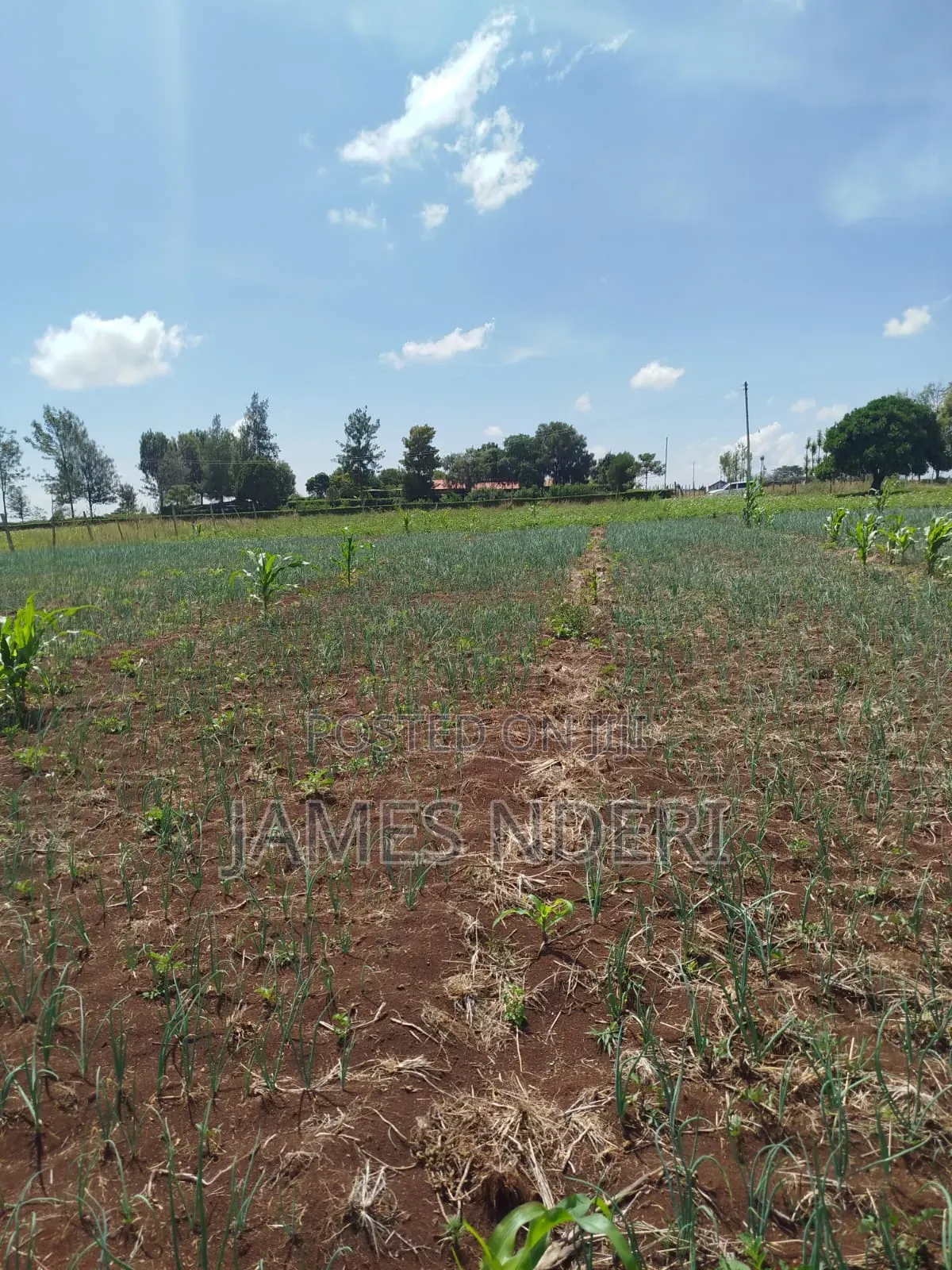One Acre for Sale in Mweiga